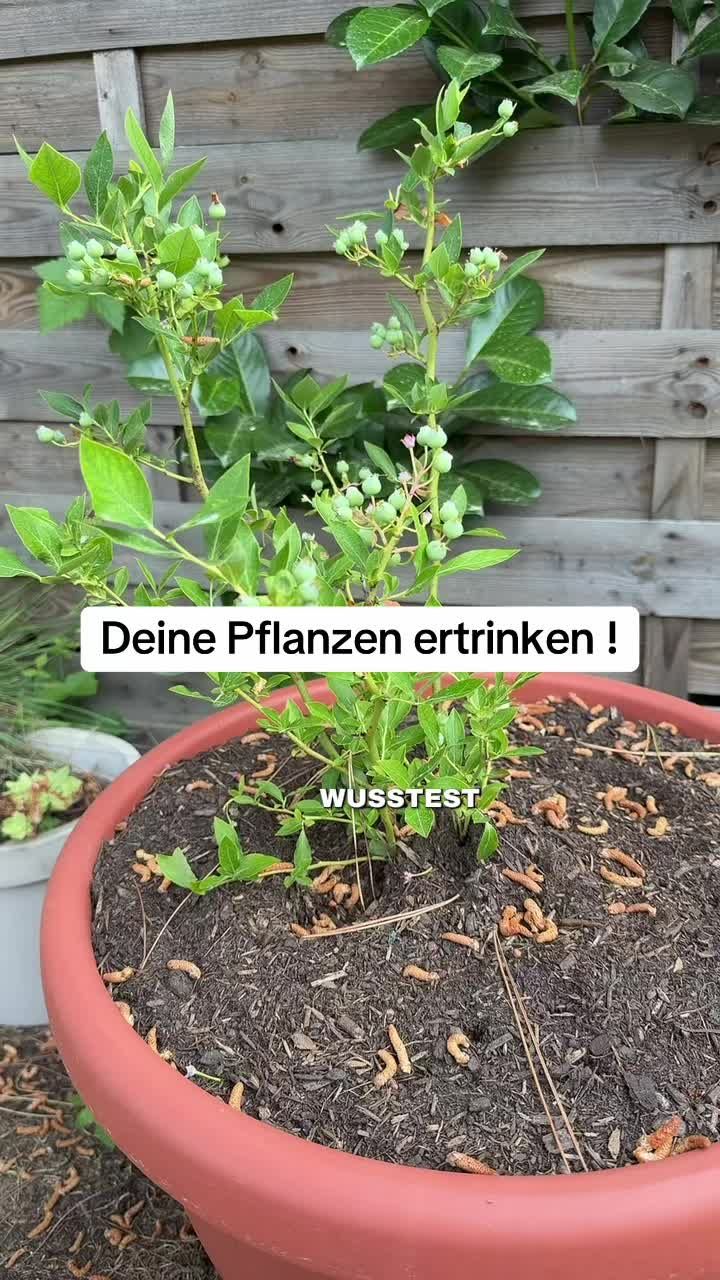 Vorschau des TikTok Videos von @shopmitjean